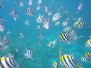 フィリピン海中